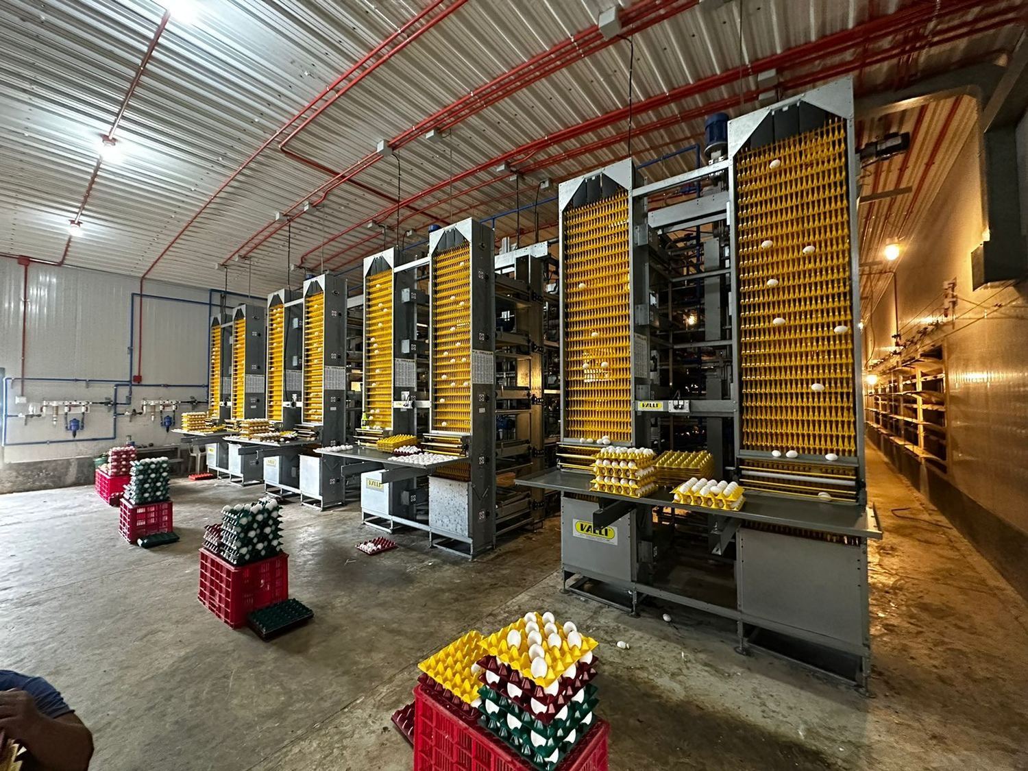 Egg collection system inside a layer house delivered by AFI